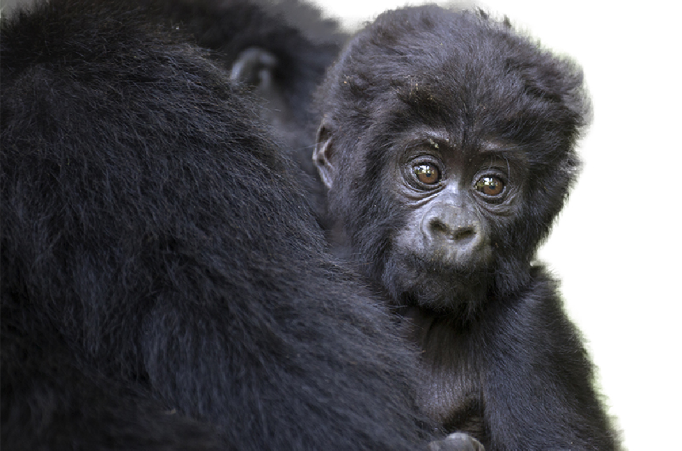 Uganda Image